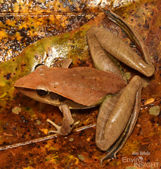Snouted Grassland Frog photo 3