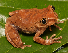 Forest Treefrog photo 4