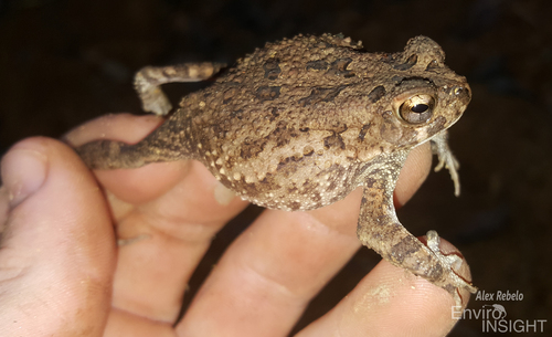 Hallowell's Toad