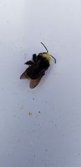 Bombus vosnesenskii