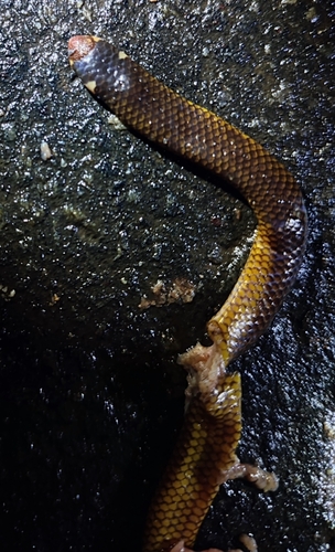 Deraniyagala’s Shieldtail