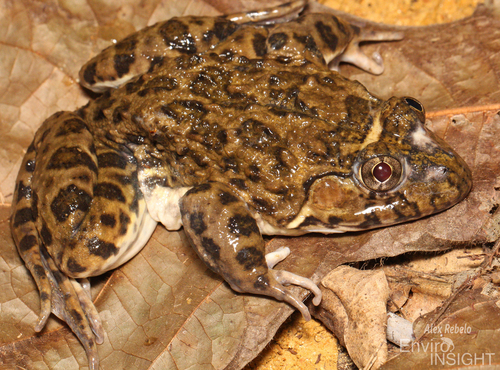 Crowned bullfrog
