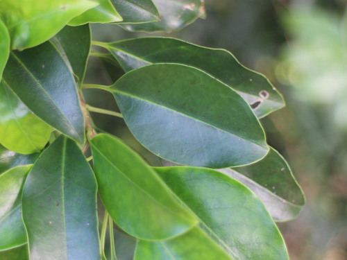 Foto de Azevinho-japonês