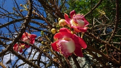 Couroupita guianensis