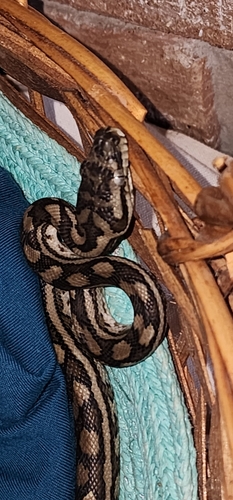 Coastal Carpet Python sighting