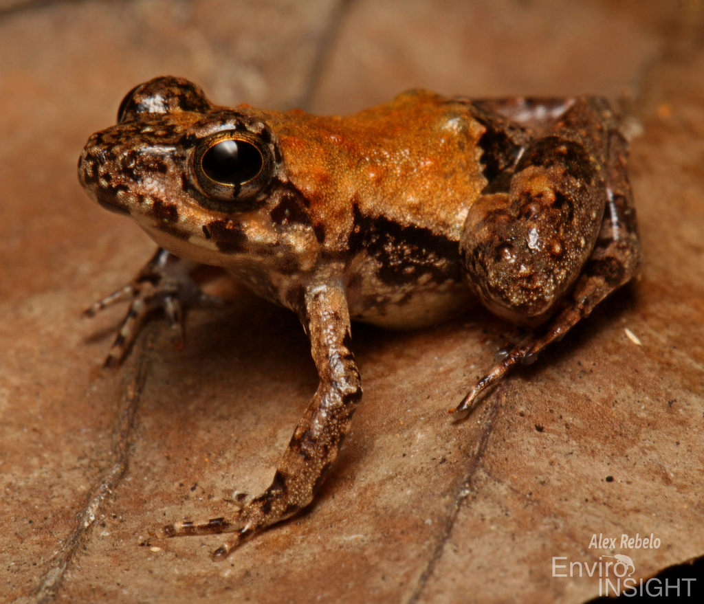 Puddle Frog