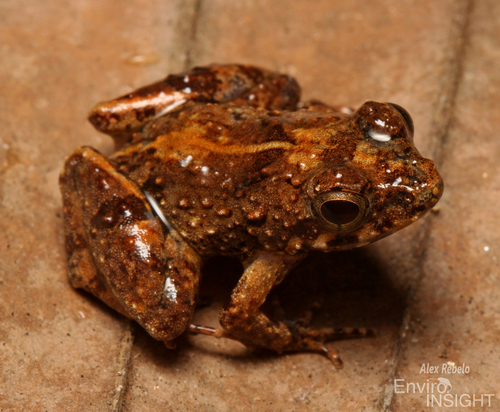 Tai river frog