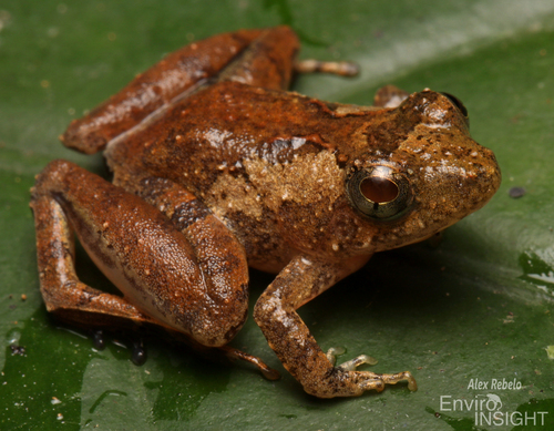 Phrynobatrachus alleni