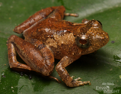 Allen's River Frog photo 4