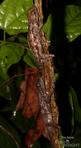 Rainbow Agama