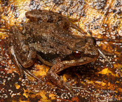 Ahl's River Frog photo 2