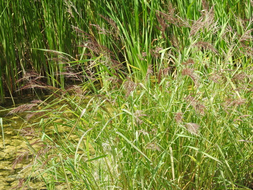 Coast cockspur grass
