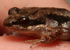 Ahl's River Frog photo 5