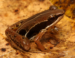 Macenta River Frog photo 3