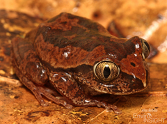 Savannah Tree Frog photo 3