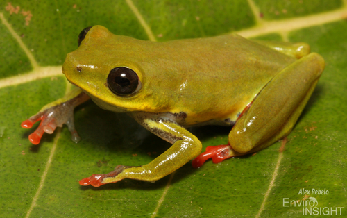 Lime Reed Frog