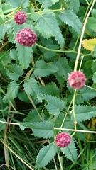 Sanguisorba officinalis