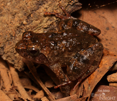 Liberia River Frog photo 5