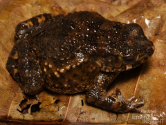 Hallowell's Toad photo 5