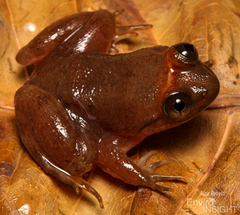Allen's Slippery Frog photo 2