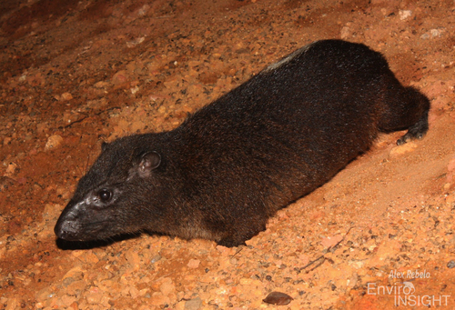 Western Tree Hyrax (Dendrohyrax dorsalis) — Least Concern Mammalia