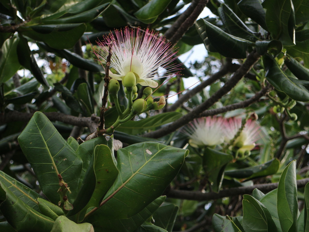 Fish Poison Tree in January 2025 by 羅元甫 · iNaturalist