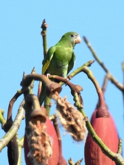 Brotogeris versicolurus