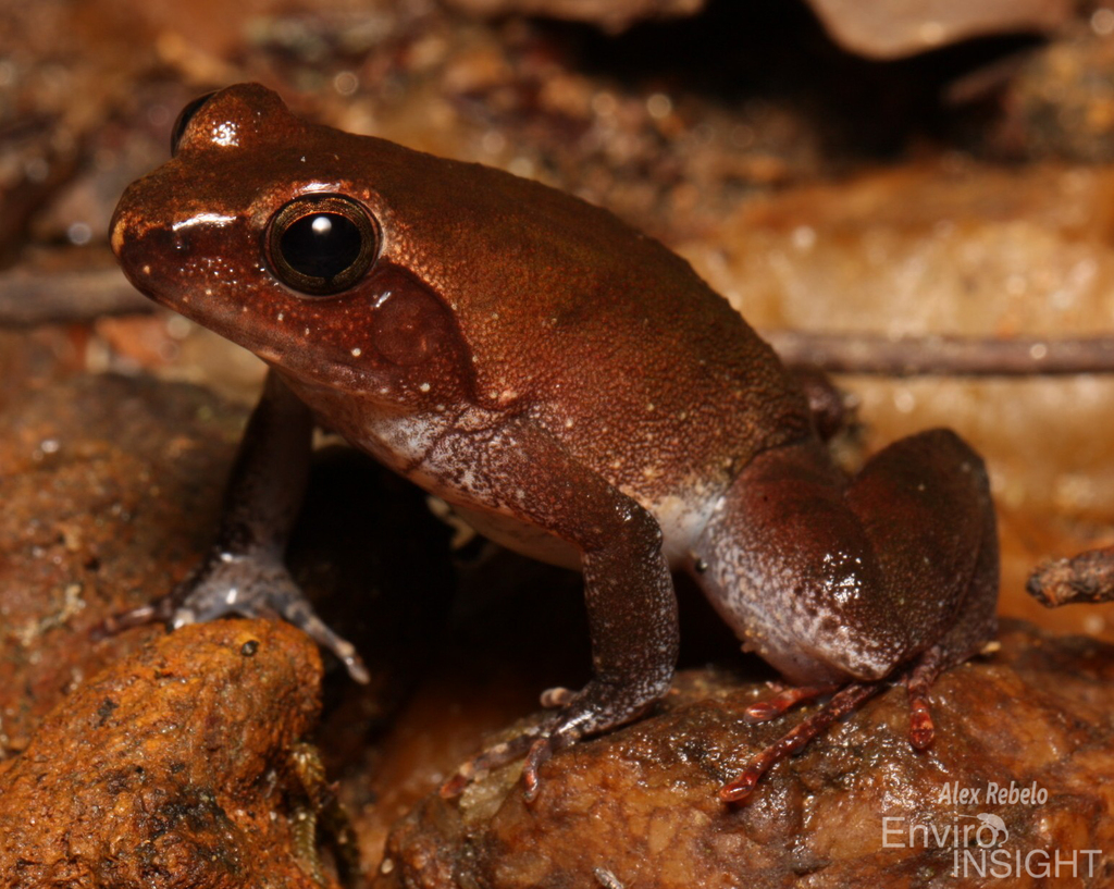 Liberia River Frog