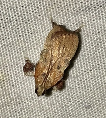 Galasa nigripunctalis