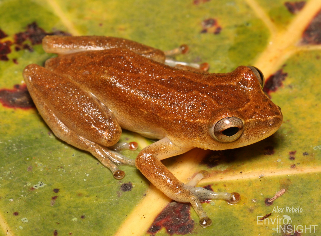Variable Reed Frog