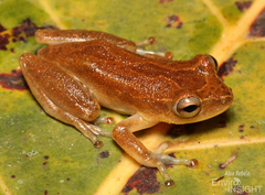 Variable Reed Frog photo 1