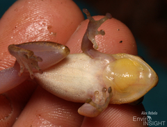 Variable Reed Frog photo 4