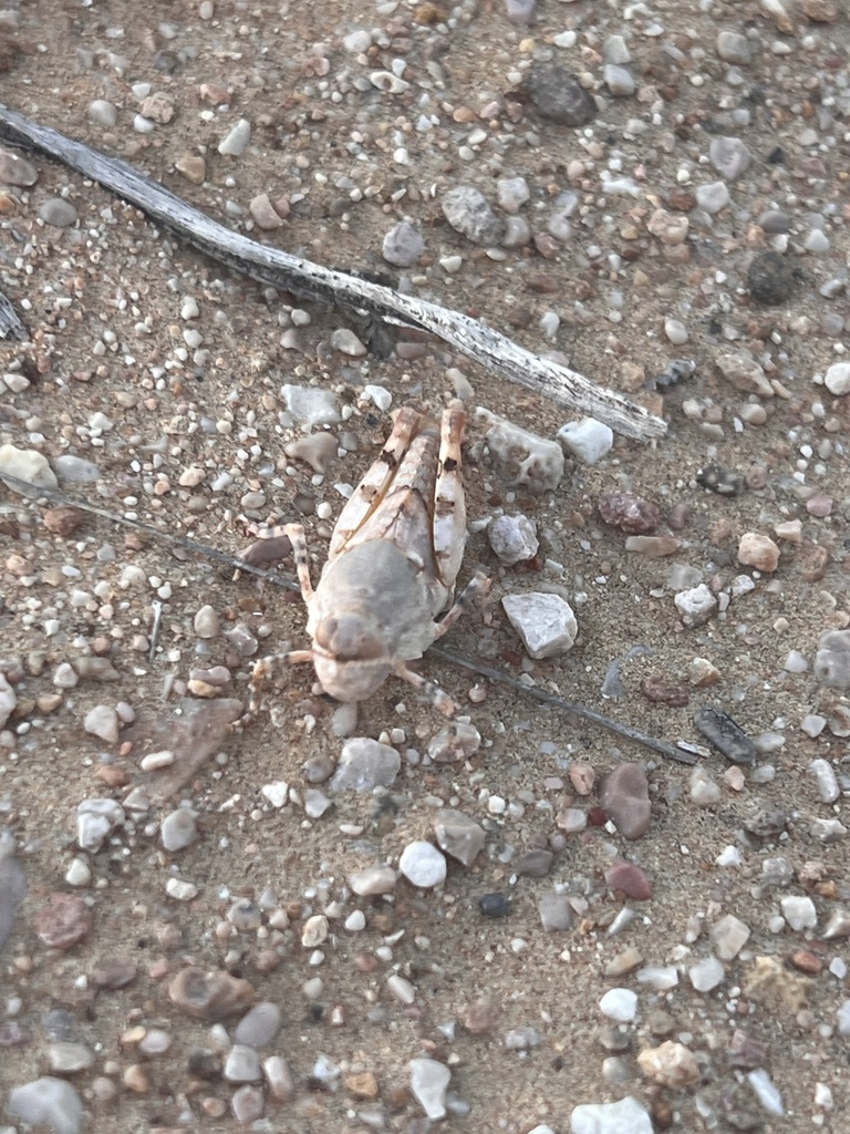 Eusphingoderus