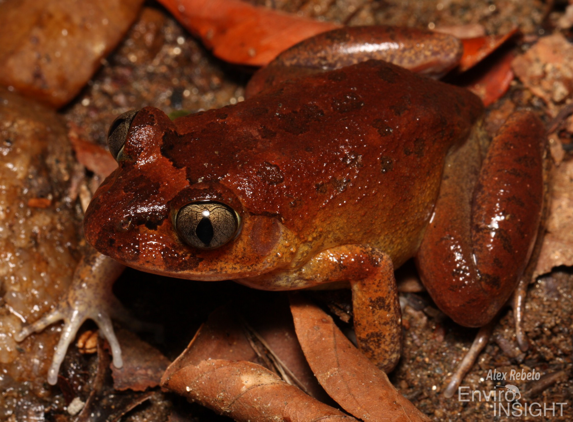 Astylosternus occidentalis Parker, 1931