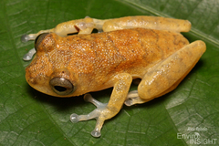 Nimba Reed Frog photo 2