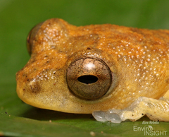 Nimba Reed Frog photo 3
