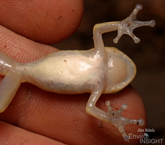Nimba Reed Frog photo 4