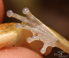 Nimba Reed Frog photo 5