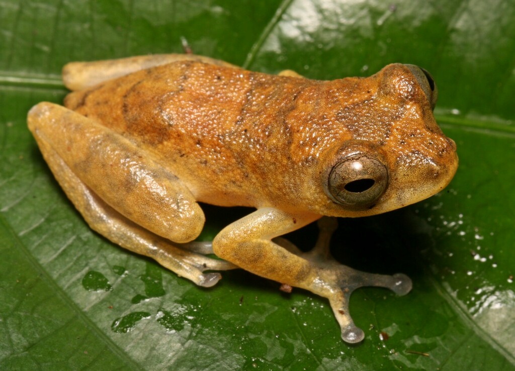 Nimba Reed Frog (Hyperolius zonatus)