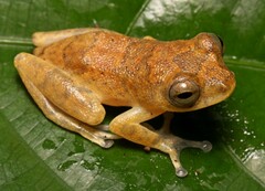 Nimba Reed Frog photo 1