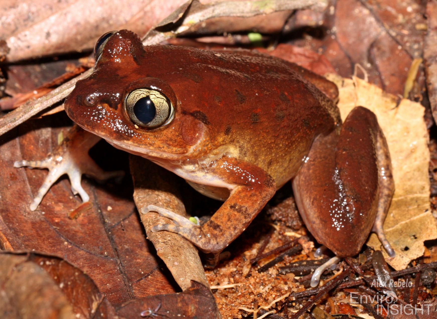 Astylosternus occidentalis Parker, 1931