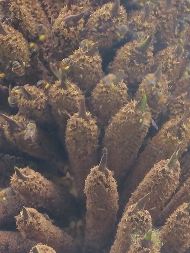 American oil palm