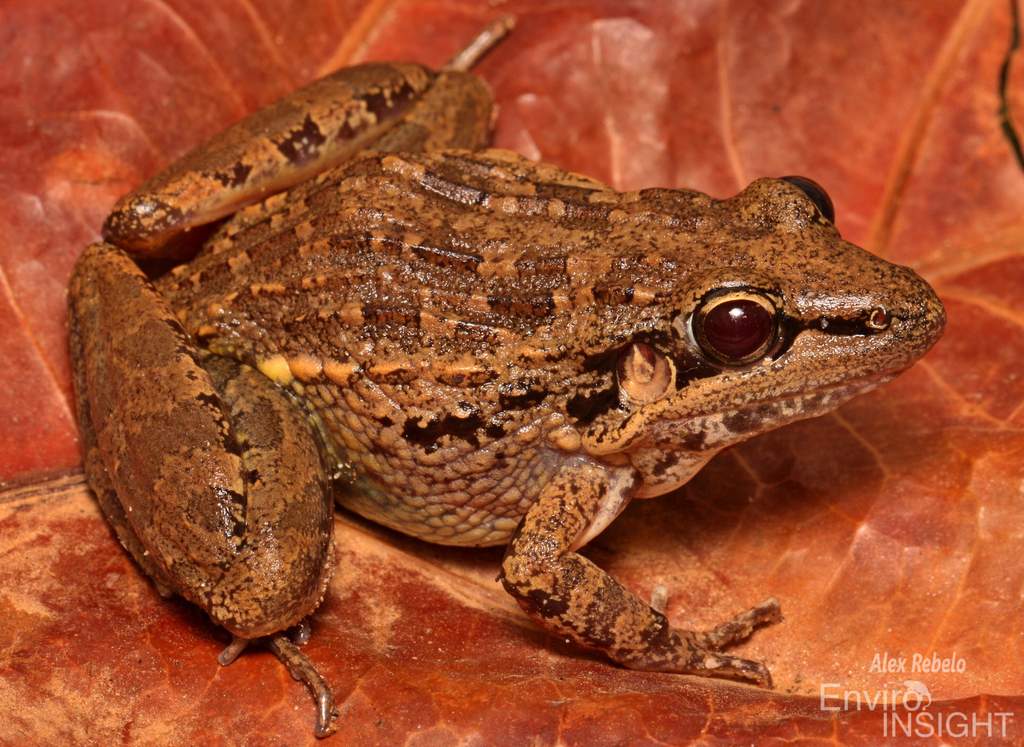 Broad-Banded Grass Frog