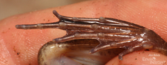 Broad-Banded Grass Frog photo 5