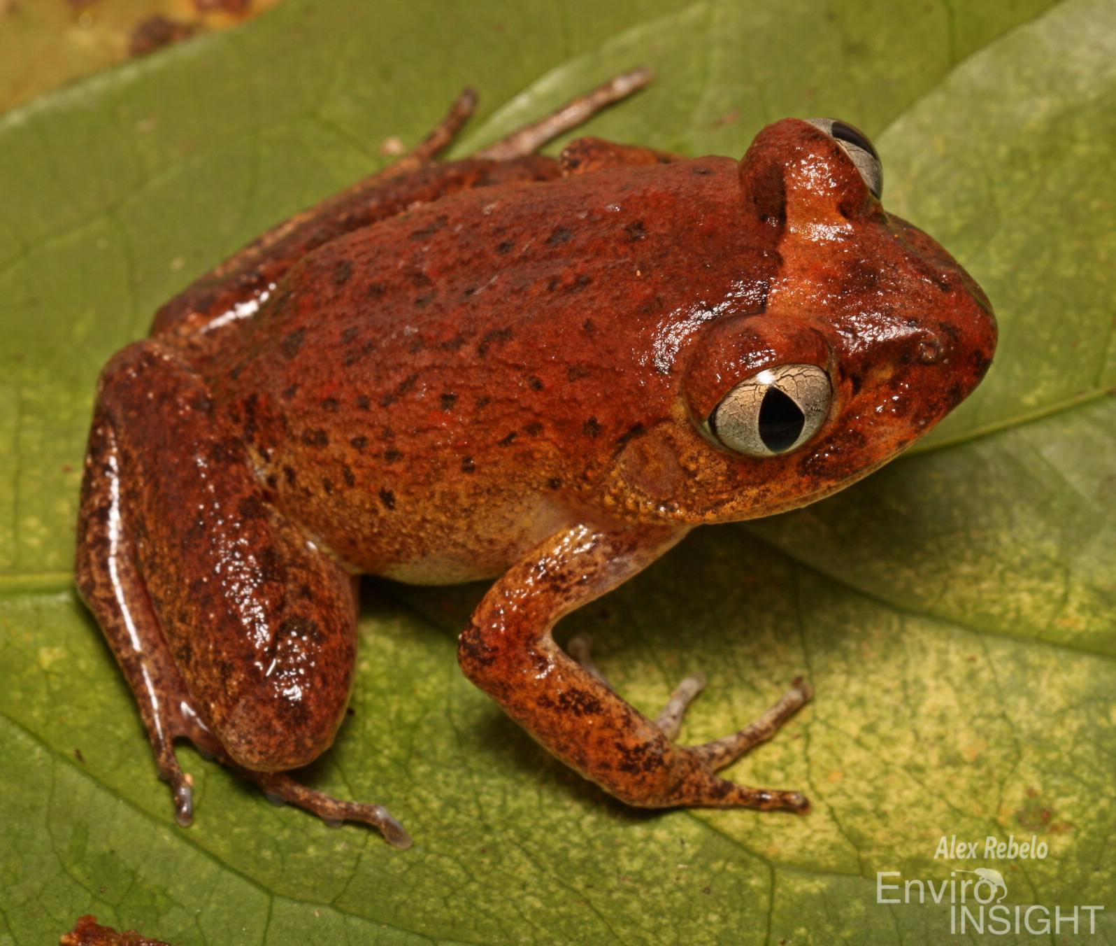 Astylosternus occidentalis Parker, 1931