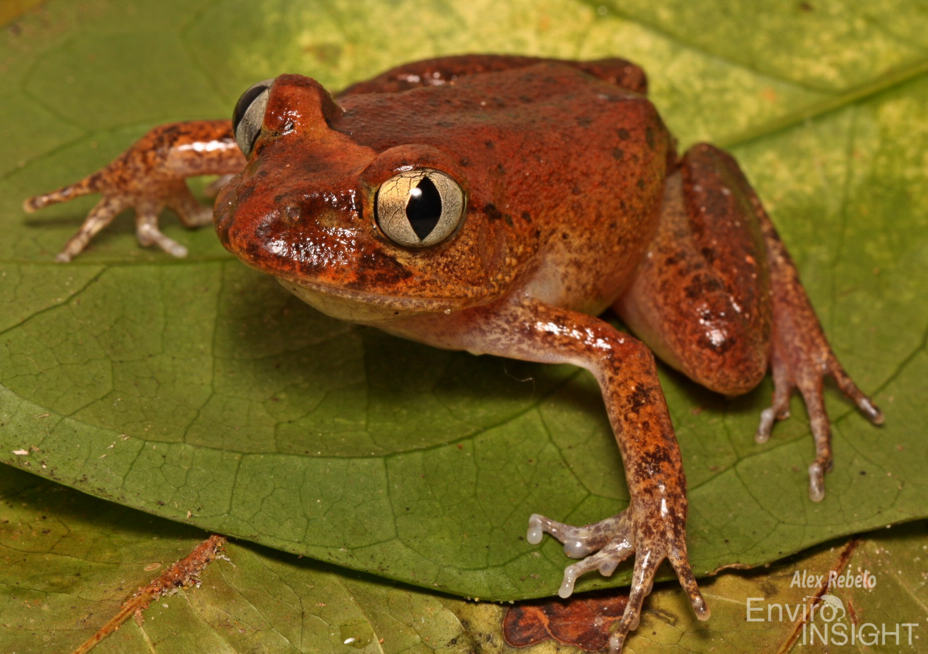Astylosternus occidentalis Parker, 1931