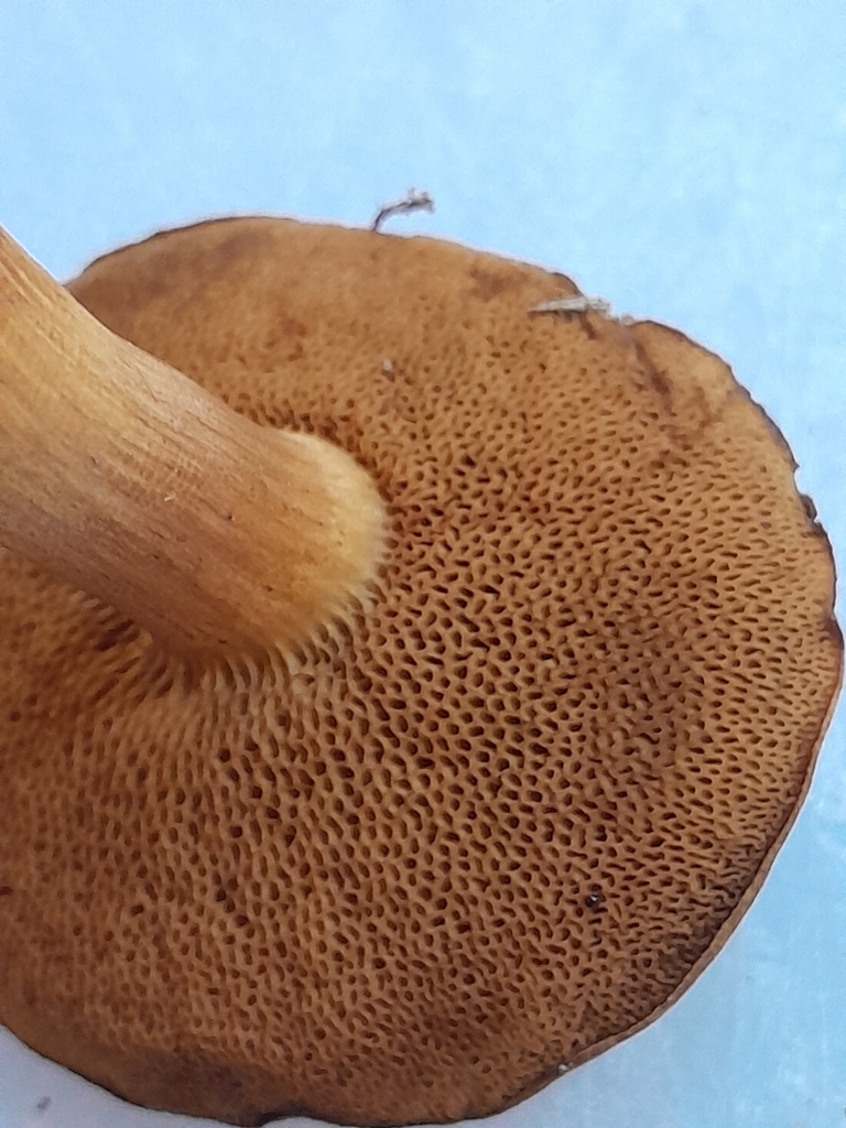 Chalciporus piperatus · January 2025 · photo: © nini (iNaturalist, cc-by)