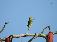 Brotogeris versicolurus