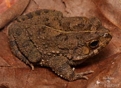 Hallowell's Toad photo 2
