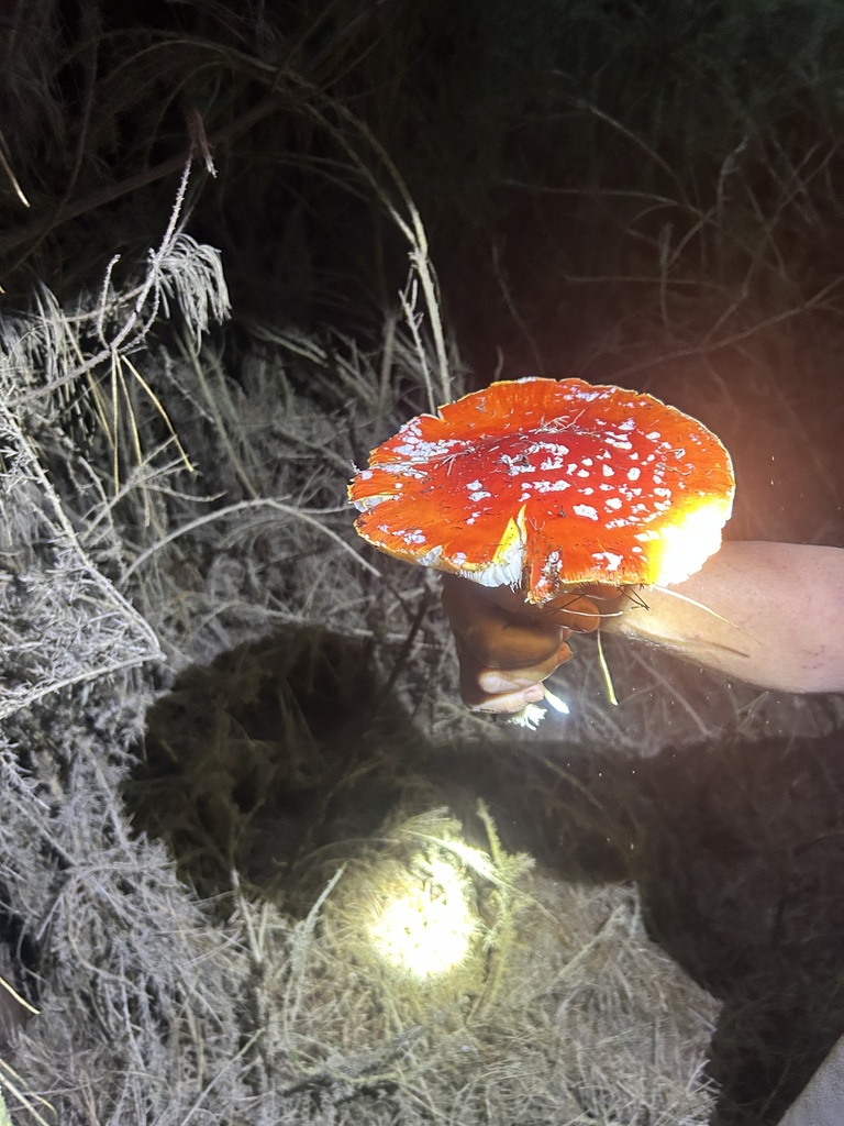 Amanita muscaria · January 2025 · photo: © danrob (iNaturalist, cc-by)